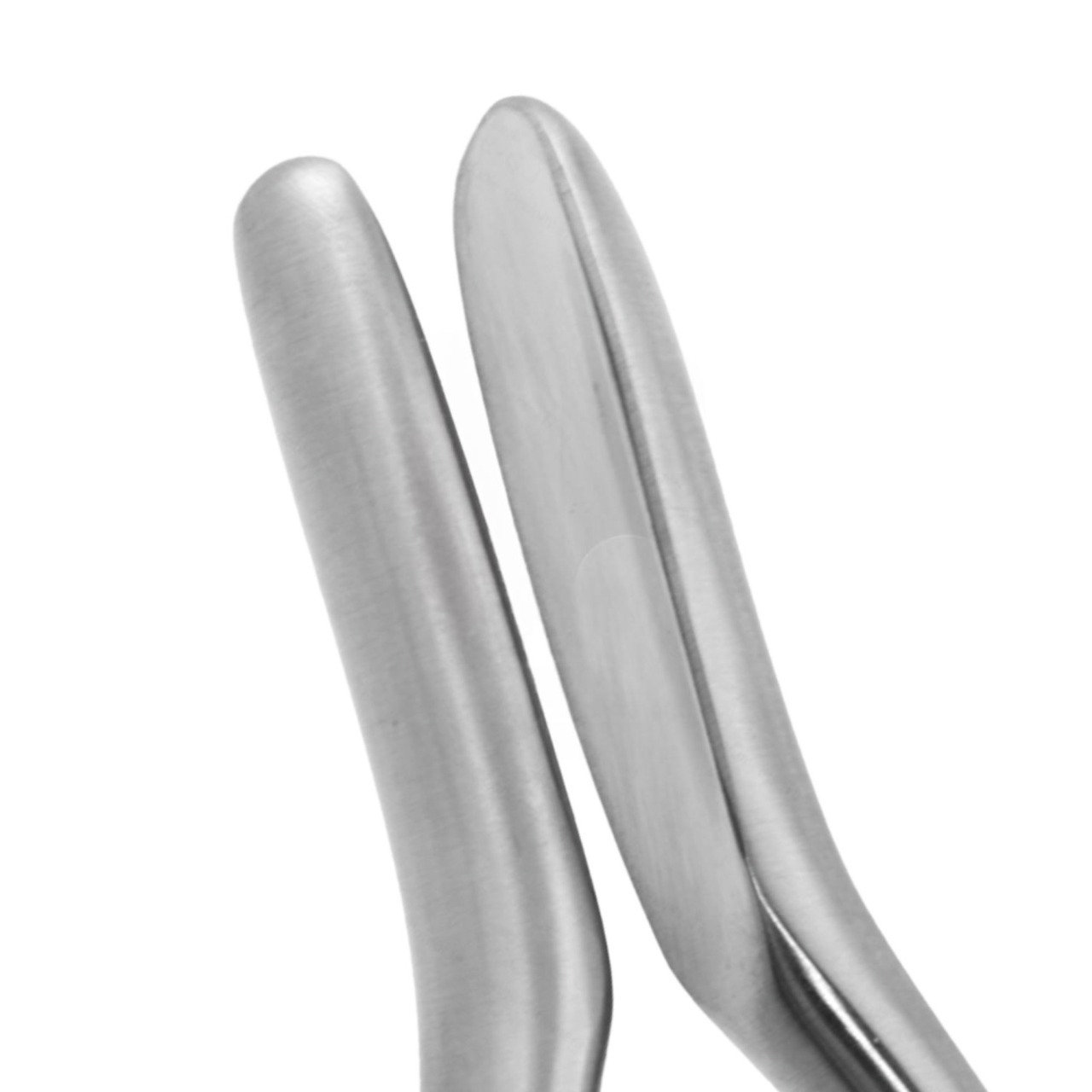 Walsham Septum Straightening Forceps 9"