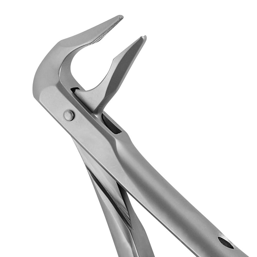 36 Apical Lower Premolars & Incisors Forceps - Atraumair